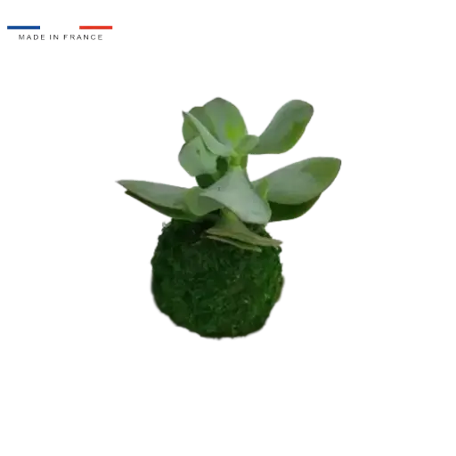 [37-kokedama-Crassula Arborescens] Kokedama Crassula Arborescens